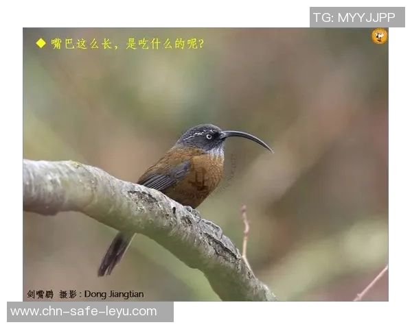 足球更衣室的秘密泄露与鸟类的奇妙联系探讨